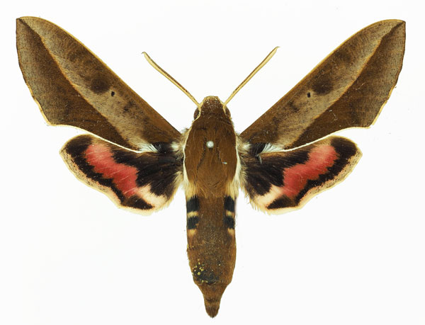 /filer/webapps/moths/media/images/B/biguttata_Hyles_AM_Basquin_01a.jpg