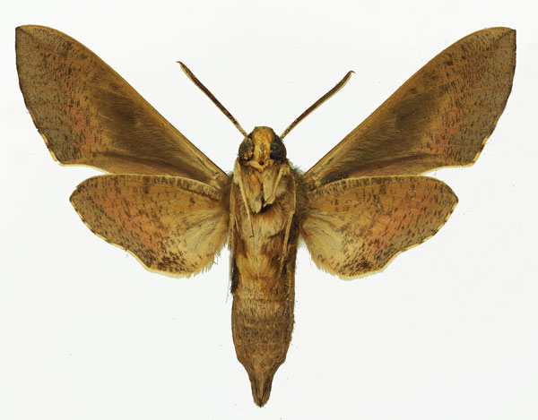 /filer/webapps/moths/media/images/B/biguttata_Hyles_AM_Basquin_01b.jpg