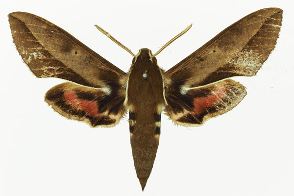 /filer/webapps/moths/media/images/B/biguttata_Hyles_AM_Basquin_02a.jpg
