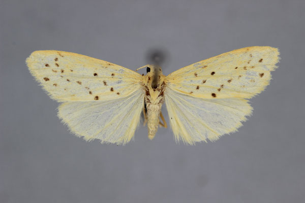 /filer/webapps/moths/media/images/B/bijuga_Exilisia_A_BMNH.jpg