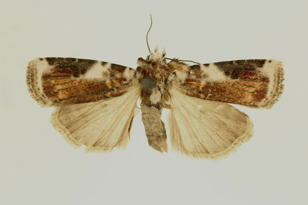 /filer/webapps/moths/media/images/B/bilacteata_Euxootera_AT_RMCA_02.jpg