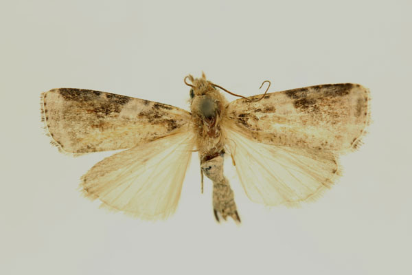 /filer/webapps/moths/media/images/B/bilacteata_Euxootera_HT_RMCA_02.jpg