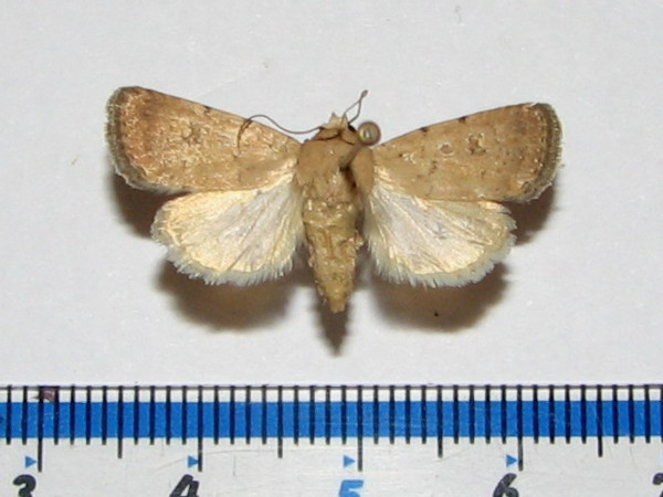 /filer/webapps/moths/media/images/B/bilimbata_Athetis_A_Goff_01.jpg