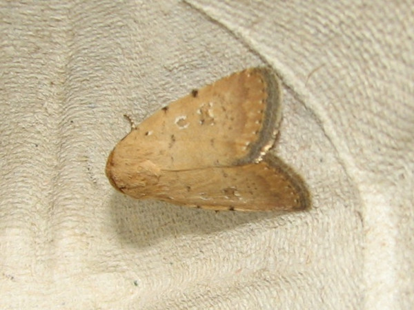 /filer/webapps/moths/media/images/B/bilimbata_Athetis_A_Goff_02.jpg