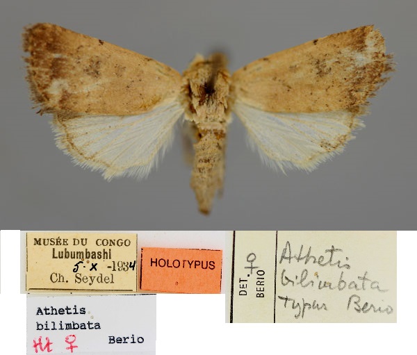/filer/webapps/moths/media/images/B/bilimbata_Athetis_HT_RMCA_03.jpg