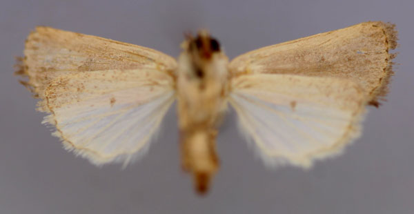 /filer/webapps/moths/media/images/B/bilimbata_Athetis_HT_RMCA_04.jpg