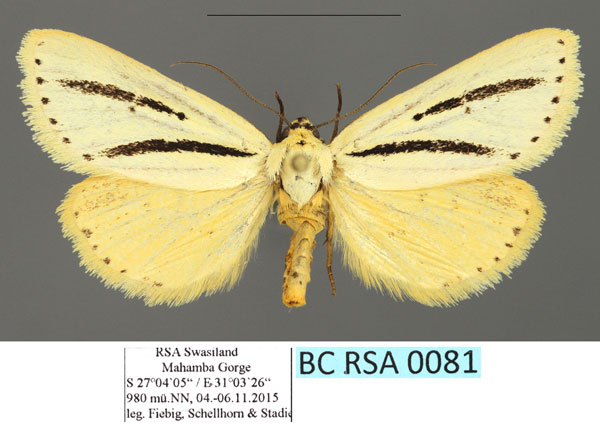 /filer/webapps/moths/media/images/B/bilinea_Grammarctia_AF_Fiebig.jpg