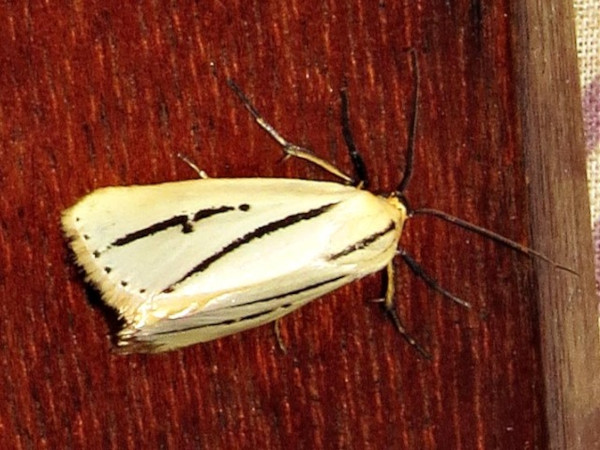 /filer/webapps/moths/media/images/B/bilinea_Grammarctia_A_Braun.jpg