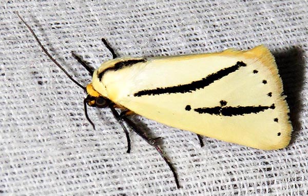 /filer/webapps/moths/media/images/B/bilinea_Grammarctia_A_Braun_05.jpg
