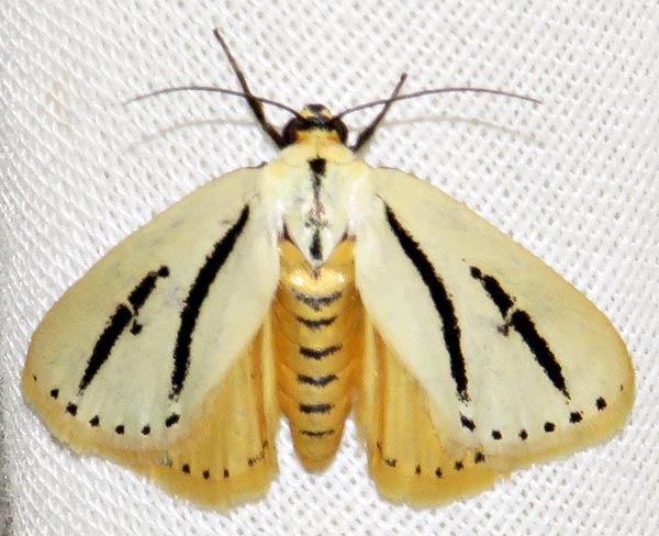 /filer/webapps/moths/media/images/B/bilinea_Grammarctia_A_Braun_06.jpg