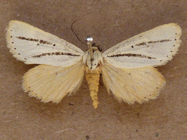 /filer/webapps/moths/media/images/B/bilinea_Grammarctia_A_Butler.jpg