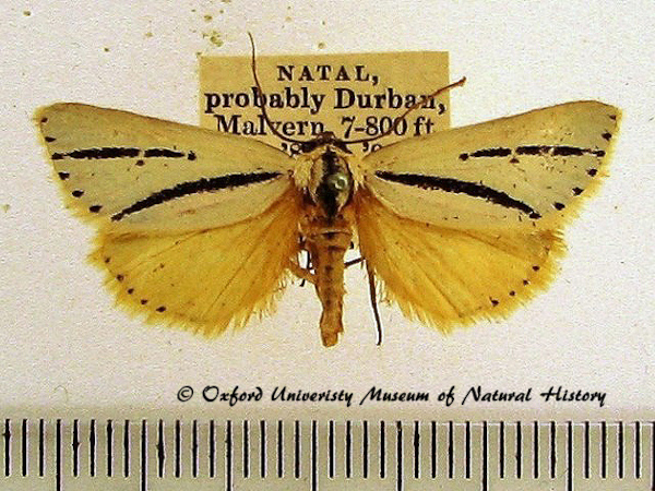 /filer/webapps/moths/media/images/B/bilinea_Grammarctia_A_OUMNH_02.jpg