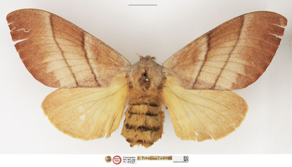 /filer/webapps/moths/media/images/B/bilinea_Pachypasa_HT_NHMUK.jpg