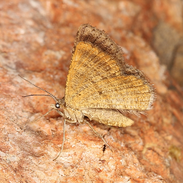 /filer/webapps/moths/media/images/B/bilineata_Acanthovalva_A_Heyns_01.JPG