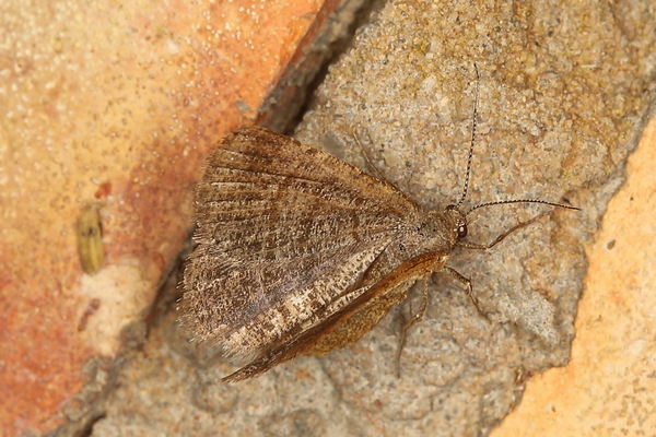 /filer/webapps/moths/media/images/B/bilineata_Acanthovalva_A_Heyns_02.JPG