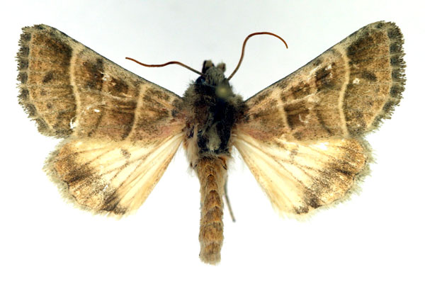 /filer/webapps/moths/media/images/B/bilineata_Engusanacantha_AM_Aulombard.jpg
