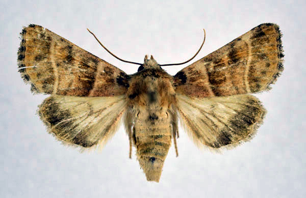 /filer/webapps/moths/media/images/B/bilineata_Engusanacantha_A_NHMO.jpg