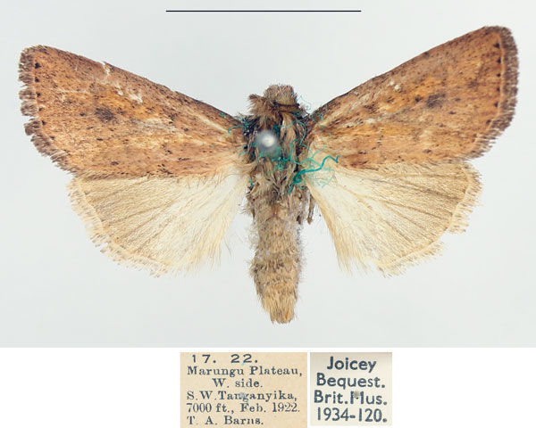 /filer/webapps/moths/media/images/B/bilineata_Leucania_AM_BMNH.jpg