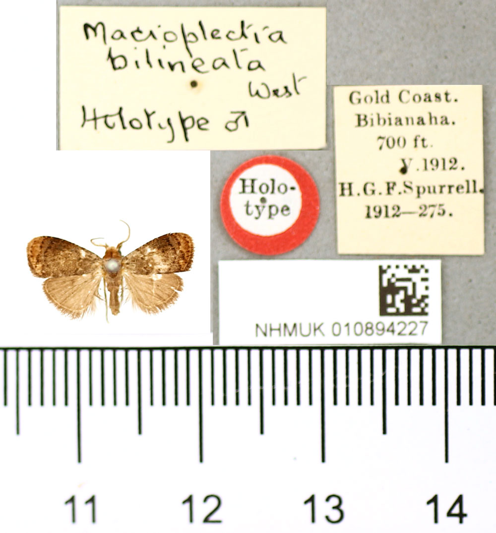 /filer/webapps/moths/media/images/B/bilineata_Macroplectra_HT_BMNH.jpg