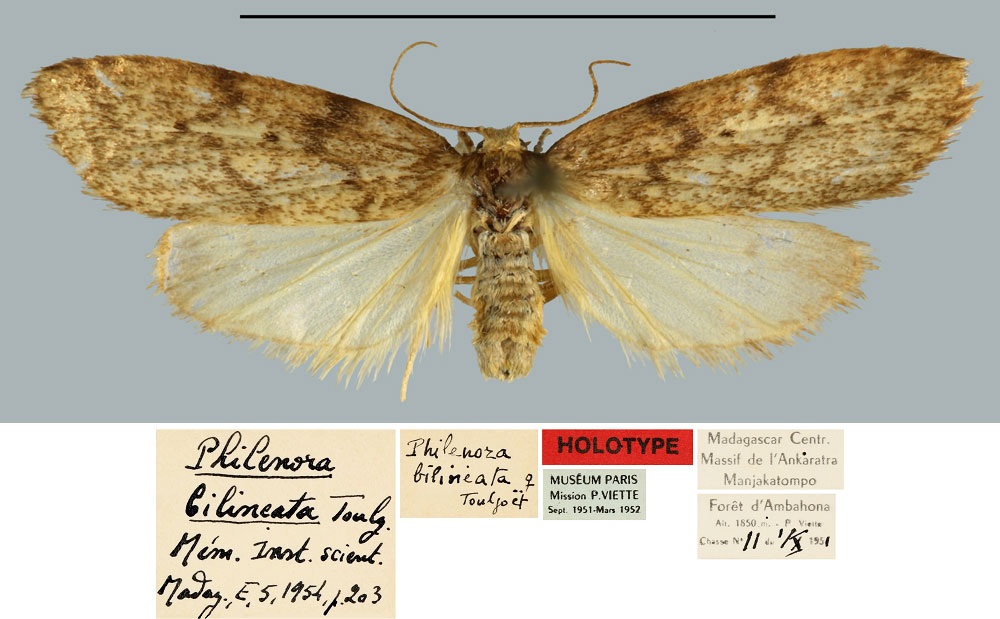 /filer/webapps/moths/media/images/B/bilineata_Philenora_HT_MNHN.jpg
