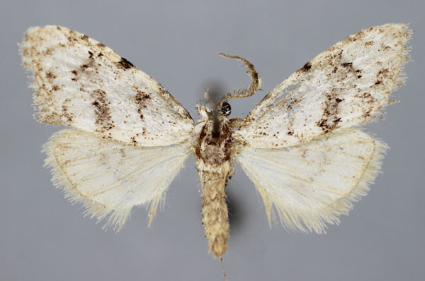 /filer/webapps/moths/media/images/B/bilineatalis_Meganola_A_BMNH.jpg