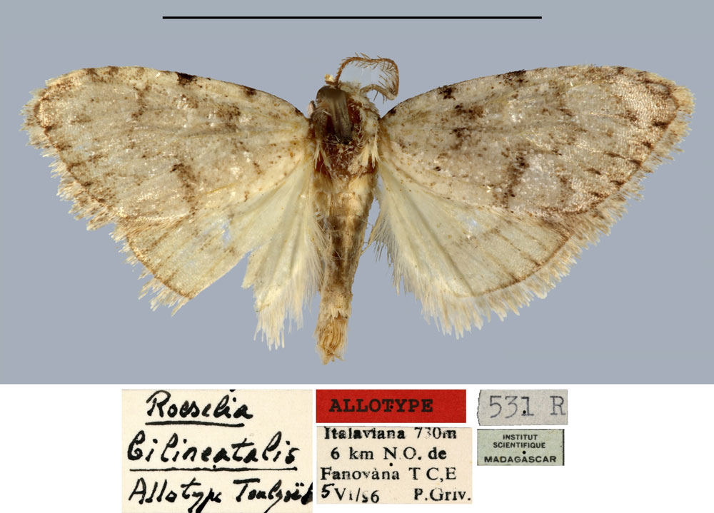 /filer/webapps/moths/media/images/B/bilineatalis_Roeselia_AT_MNHN.jpg