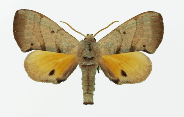 /filer/webapps/moths/media/images/B/bilineatus_Gynoeryx_AM_Basquin_01.jpg