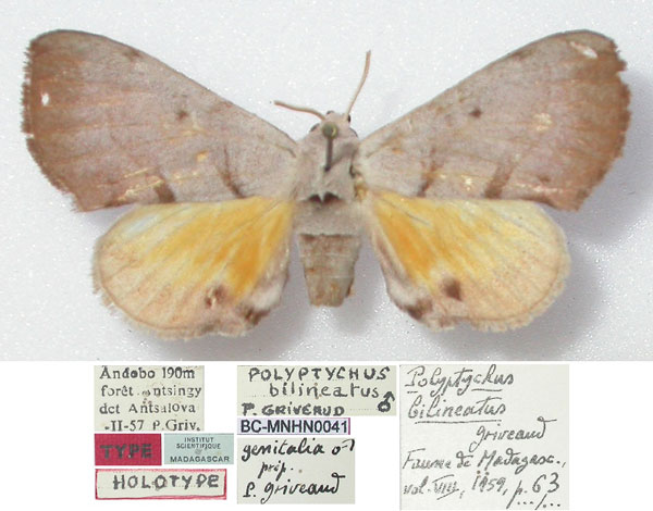/filer/webapps/moths/media/images/B/bilineatus_Polyptychus_HT_MNHN.jpg