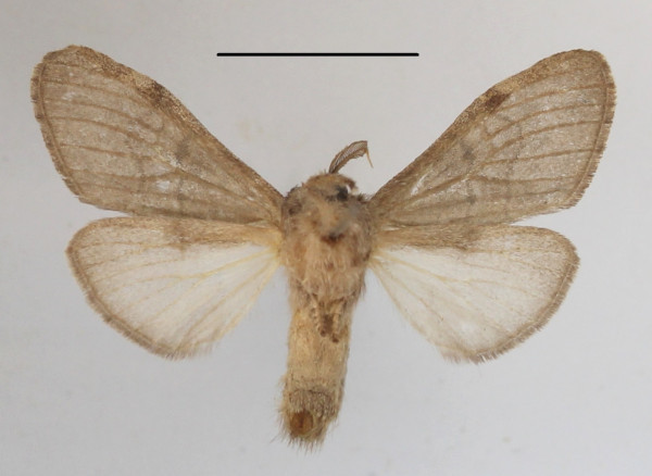 /filer/webapps/moths/media/images/B/biliturata_Rhenea_AF_MGCLb_02.JPG
