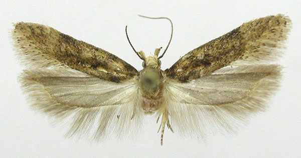 /filer/webapps/moths/media/images/B/biljurshi_Scrobipalpa_AM_ZMHB.jpg