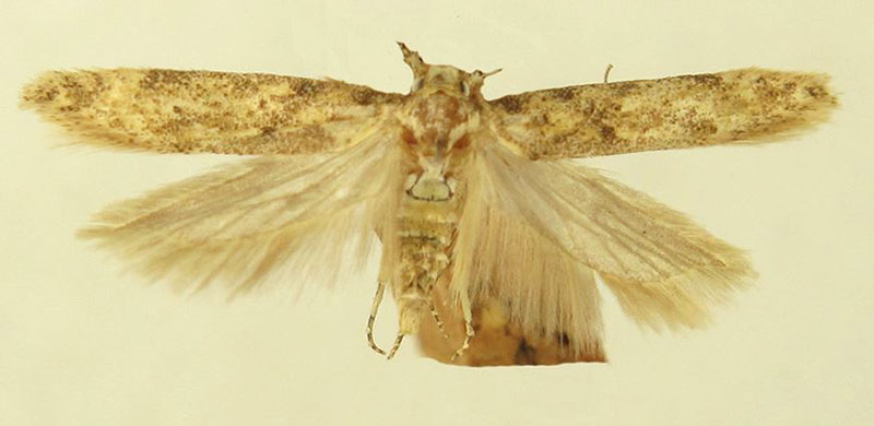 /filer/webapps/moths/media/images/B/biljurshi_Scrobipalpa_HT_LNK.jpg