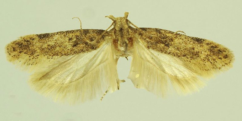 /filer/webapps/moths/media/images/B/biljurshi_Scrobipalpa_PTM_LNK_01.jpg