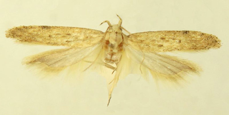 /filer/webapps/moths/media/images/B/biljurshi_Scrobipalpa_PTM_LNK_02.jpg