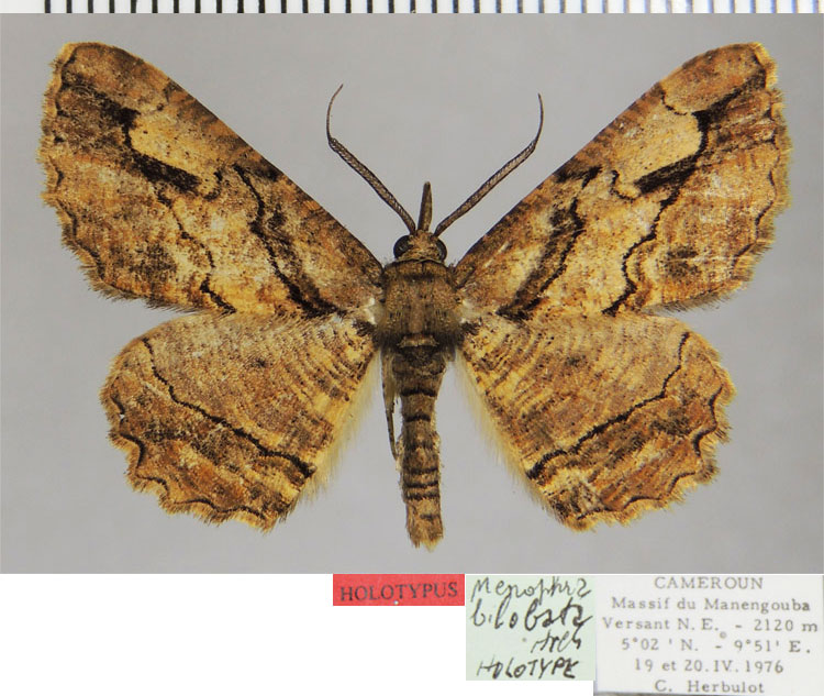 /filer/webapps/moths/media/images/B/bilobata_Menophra_HT_ZSMa.jpg