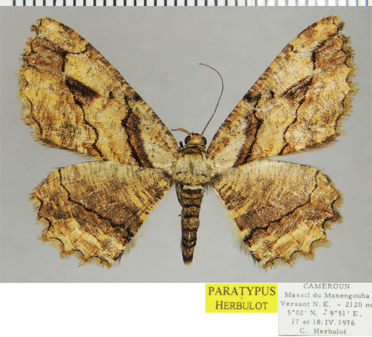 /filer/webapps/moths/media/images/B/bilobata_Menophra_PTF_ZSM.jpg
