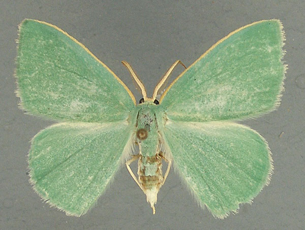 /filer/webapps/moths/media/images/B/bilobata_Omphax_AM_TMSA.jpg