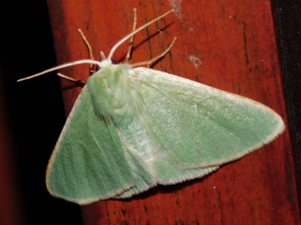 /filer/webapps/moths/media/images/B/bilobata_Omphax_A_Grobler.jpg
