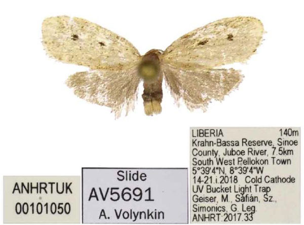 /filer/webapps/moths/media/images/B/bilobata_Siccia_PTF_ANHRT.jpg