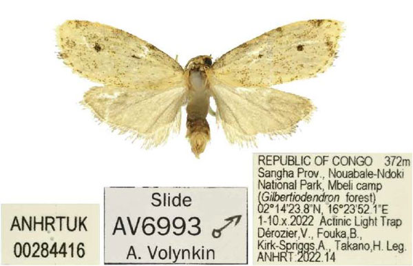 /filer/webapps/moths/media/images/B/bilobata_Siccia_PTM_ANHRT_01.jpg