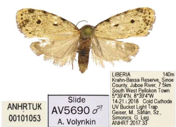 /filer/webapps/moths/media/images/B/bilobata_Siccia_PTM_ANHRT_02.jpg
