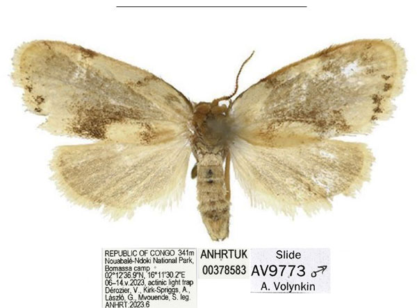 /filer/webapps/moths/media/images/B/bilobata_Spatulosia_PTM_ANHRT_02.jpg