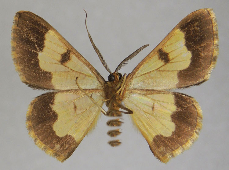 /filer/webapps/moths/media/images/B/bilobata_Zamarada_HT_ZSMb.jpg