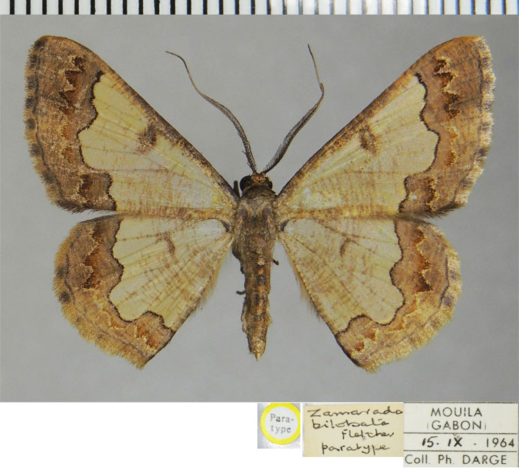 /filer/webapps/moths/media/images/B/bilobata_Zamarada_PTM_ZSM.jpg