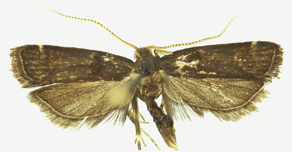 /filer/webapps/moths/media/images/B/bilobella_Thubdora_AM_SDEI.jpg