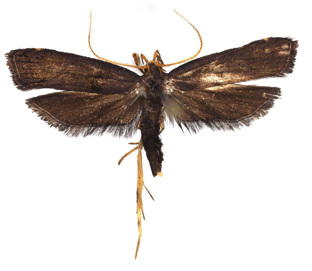 /filer/webapps/moths/media/images/B/bilobella_Thubdora_AM_ZMHB.jpg