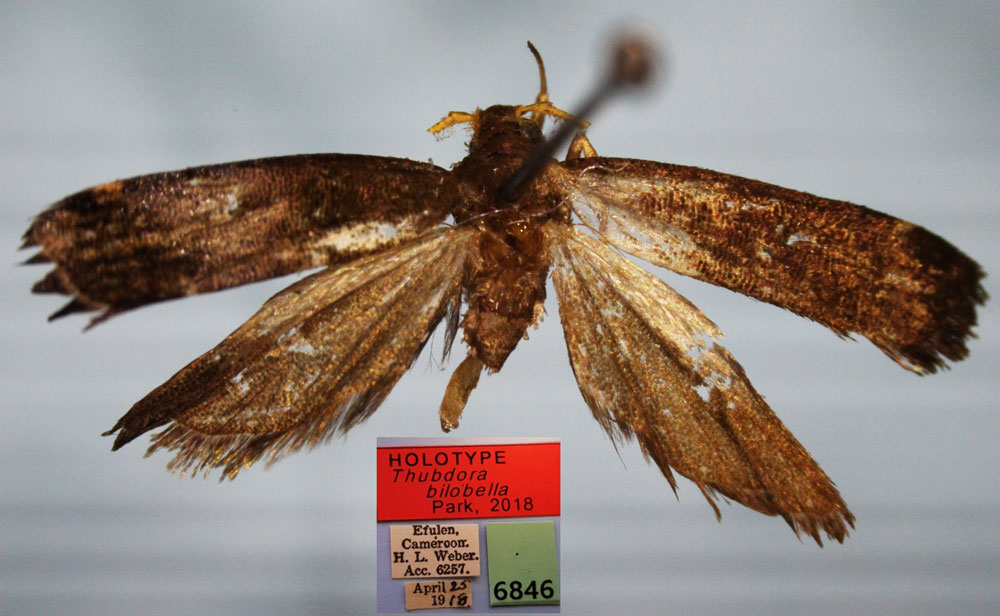 /filer/webapps/moths/media/images/B/bilobella_Thubdora_HT_CMP.jpg