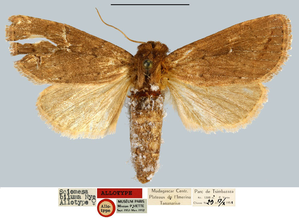 /filer/webapps/moths/media/images/B/biluma_Sciomesa_AT_MNHN.jpg