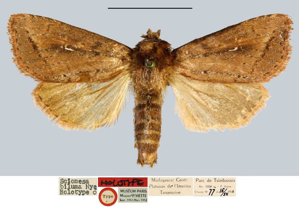 /filer/webapps/moths/media/images/B/biluma_Sciomesa_HT_MNHN.jpg