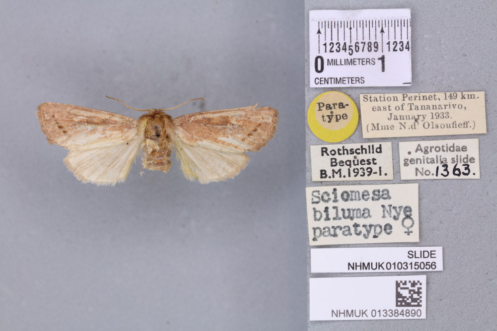 /filer/webapps/moths/media/images/B/biluma_Sciomesa_PTF_BMNH_01a.jpg