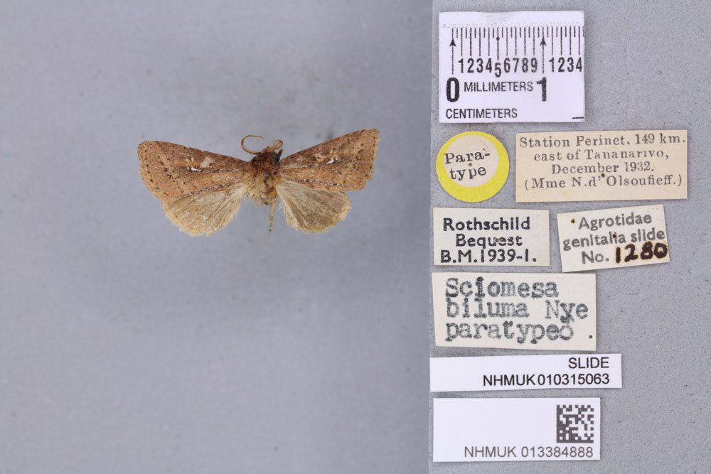 /filer/webapps/moths/media/images/B/biluma_Sciomesa_PTM_BMNH_01a.jpg